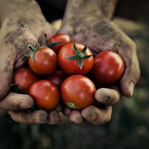 Verse San Marzano tomaten geoogst door de Italiaanse artisan voor traditionele passata