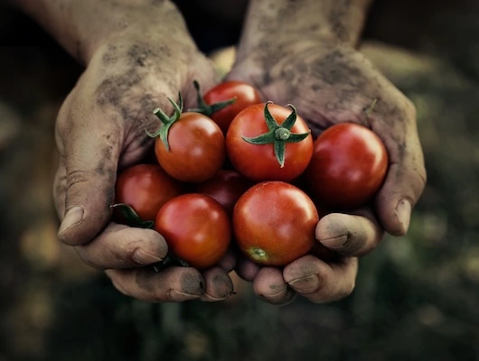 tweehanden samengevouwen met daar in tomaten