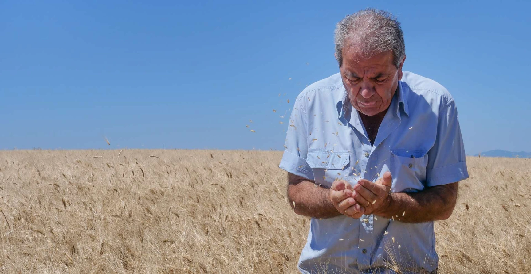 Boer controleert durumtarwe op het veld in Campania voor Kelvini pasta