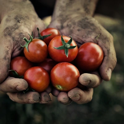 Verse San Marzano tomaten geoogst door de Italiaanse artisan voor traditionele passata
