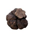 Truffe noire d'hiver fraîche — Tuber brumale